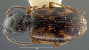 Media type: image;   Entomology 5536 Aspect: habitus dorsal view